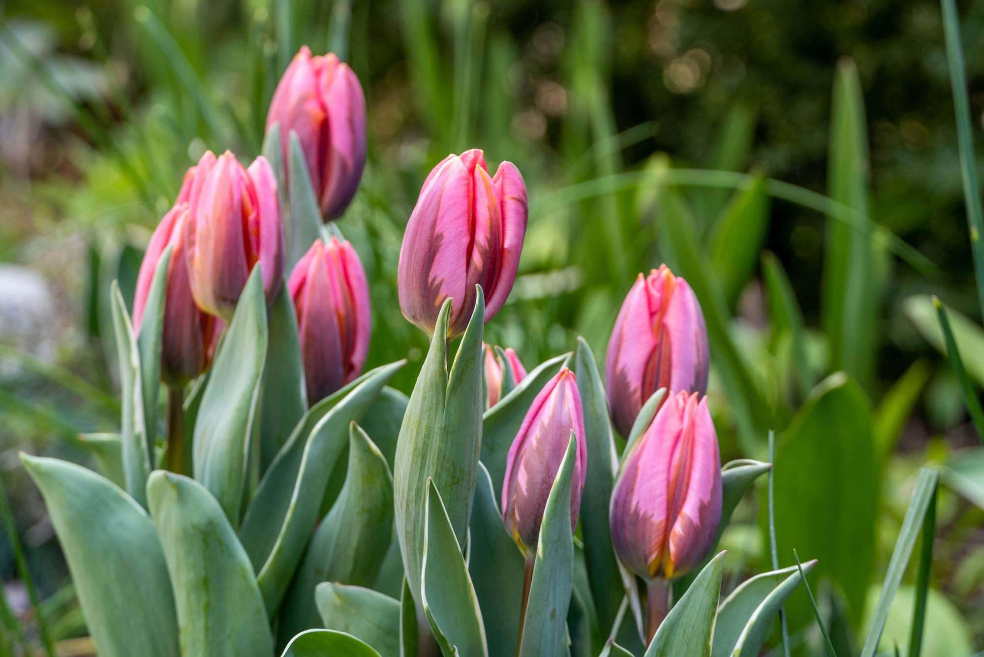 Tulpe 'Pretty Princess'